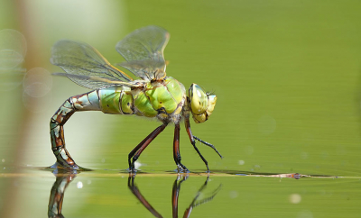 Midden op de dag een paar uur besteed aan de Grote Keizerlibel.  Deze foto gemaakt liggend op de grond wachtend totdat zij dichterbij komt.  ze zet eitje af op plantaardig matriaal.  Een keer werd een grote Keizerlibel naar beneden getrokken door een kikker.