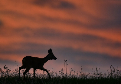 <i class='fa fa-user'></i>&nbsp;robert-jan&nbsp;|  Ree&nbsp; <i class='fa fa-eye'>&nbsp;100</i> &nbsp;<i class='fa fa-thumbs-up'>&nbsp;5</i> &nbsp; <i class='fa fa-comment-o'>&nbsp;5</i>