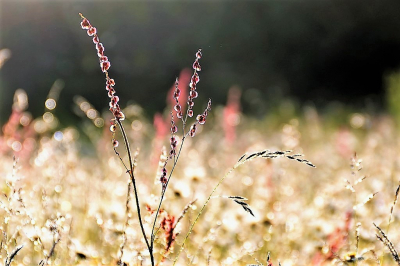 <i class='fa fa-user'></i>&nbsp;hesterb&nbsp;|  Veldzuring&nbsp; <i class='fa fa-eye'>&nbsp;62</i> &nbsp;<i class='fa fa-thumbs-up'>&nbsp;1</i> &nbsp; <i class='fa fa-comment-o'>&nbsp;3</i>