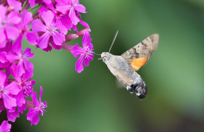 <i class='fa fa-user'></i>&nbsp;Ties Niehof&nbsp;|  Kolibrievlinder&nbsp; <i class='fa fa-eye'>&nbsp;98</i> &nbsp;<i class='fa fa-thumbs-up'>&nbsp;7</i> &nbsp; <i class='fa fa-comment-o'>&nbsp;5</i>