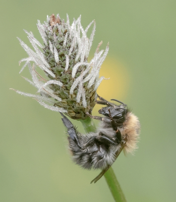 <i class='fa fa-user'></i>&nbsp;Johan van Gurp&nbsp;|  Akkerhommel&nbsp; <i class='fa fa-eye'>&nbsp;58</i> &nbsp;<i class='fa fa-thumbs-up'>&nbsp;2</i> &nbsp; <i class='fa fa-comment-o'>&nbsp;2</i>