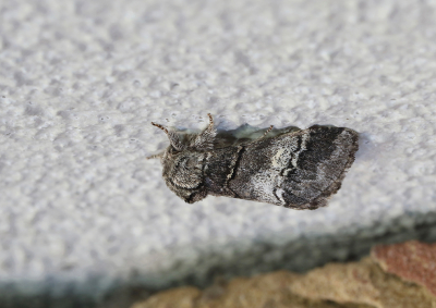 <i class='fa fa-user'></i>&nbsp;Ad Sprang&nbsp;|  Witlijntandvlinder&nbsp; <i class='fa fa-eye'>&nbsp;61</i> &nbsp;<i class='fa fa-thumbs-up'>&nbsp;1</i> &nbsp; <i class='fa fa-comment-o'>&nbsp;4</i>