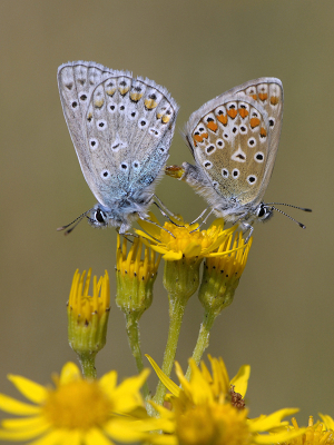 <i class='fa fa-user'></i>&nbsp;Mignon-Creative&nbsp;|  Icarusblauwtje&nbsp; <i class='fa fa-eye'>&nbsp;74</i> &nbsp;<i class='fa fa-thumbs-up'>&nbsp;10</i> &nbsp; <i class='fa fa-comment-o'>&nbsp;5</i>