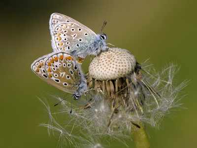 <i class='fa fa-user'></i>&nbsp;Mignon-Creative&nbsp;|  Icarusblauwtje&nbsp; <i class='fa fa-eye'>&nbsp;65</i> &nbsp;<i class='fa fa-thumbs-up'>&nbsp;4</i> &nbsp; <i class='fa fa-comment-o'>&nbsp;4</i>