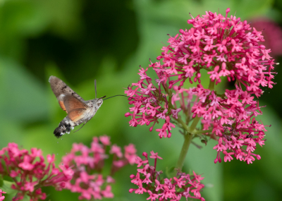 <i class='fa fa-user'></i>&nbsp;Marie-Jos� Boon&nbsp;|  Kolibrievlinder&nbsp; <i class='fa fa-eye'>&nbsp;77</i> &nbsp;<i class='fa fa-thumbs-up'>&nbsp;8</i> &nbsp; <i class='fa fa-comment-o'>&nbsp;3</i>