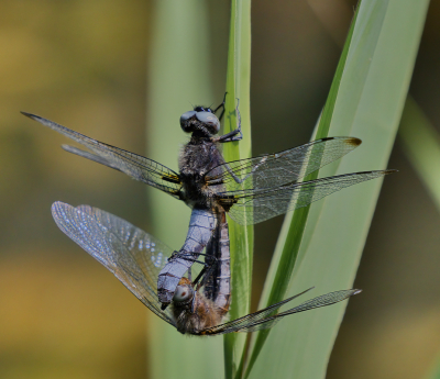 <i class='fa fa-user'></i>&nbsp;janvangastel&nbsp;|  Bruine Korenbout&nbsp; <i class='fa fa-eye'>&nbsp;58</i> &nbsp;<i class='fa fa-thumbs-up'>&nbsp;5</i> &nbsp; <i class='fa fa-comment-o'>&nbsp;5</i>