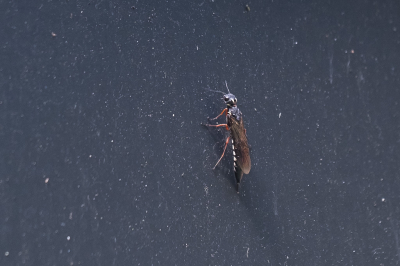 <i class='fa fa-user'></i>&nbsp;Gert-Jan Cromwijk&nbsp;|  Wilgenhoutwesp&nbsp; <i class='fa fa-eye'>&nbsp;61</i> &nbsp; <i class='fa fa-comment-o'>&nbsp;1</i>