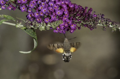 <i class='fa fa-user'></i>&nbsp;Martin Verbeeten&nbsp;|  Kolibrievlinder&nbsp; <i class='fa fa-eye'>&nbsp;77</i> &nbsp;<i class='fa fa-thumbs-up'>&nbsp;5</i> &nbsp; <i class='fa fa-comment-o'>&nbsp;4</i>