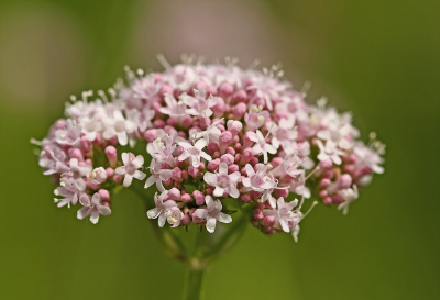 <i class='fa fa-user'></i>&nbsp;Cor&nbsp;|  Echte Valeriaan&nbsp; <i class='fa fa-eye'>&nbsp;69</i> &nbsp;<i class='fa fa-thumbs-up'>&nbsp;9</i> &nbsp; <i class='fa fa-comment-o'>&nbsp;7</i>