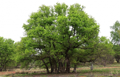 Verschillende van deze groepen gezien, het lijkt op een boom maar er komen 12 stammen uit de grond zodat hel eigenlijk een klein bos is. Prachtige natuur daar in Limburg.