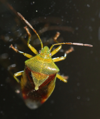 <i class='fa fa-user'></i>&nbsp;Meindert&nbsp;|  Berkenkielwants&nbsp; <i class='fa fa-eye'>&nbsp;51</i> &nbsp; <i class='fa fa-comment-o'>&nbsp;3</i>