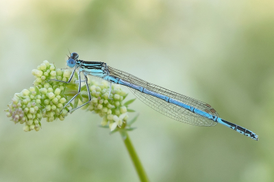 <i class='fa fa-user'></i>&nbsp;Johan van Gurp&nbsp;|  Blauwe Breedscheenjuffer&nbsp; <i class='fa fa-eye'>&nbsp;66</i> &nbsp;<i class='fa fa-thumbs-up'>&nbsp;7</i> &nbsp; <i class='fa fa-comment-o'>&nbsp;6</i>