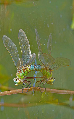 <i class='fa fa-user'></i>&nbsp;David Ruijs&nbsp;|  Grote Keizerlibel&nbsp; <i class='fa fa-eye'>&nbsp;82</i> &nbsp;<i class='fa fa-thumbs-up'>&nbsp;1</i> &nbsp; <i class='fa fa-comment-o'>&nbsp;1</i>