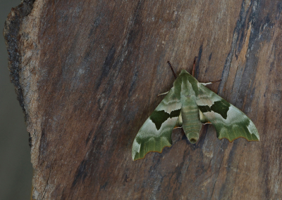 <i class='fa fa-user'></i>&nbsp;Ad Sprang&nbsp;|  Lindepijlstaart&nbsp; <i class='fa fa-eye'>&nbsp;151</i> &nbsp;<i class='fa fa-thumbs-up'>&nbsp;12</i> &nbsp; <i class='fa fa-comment-o'>&nbsp;11</i>