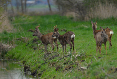 <i class='fa fa-user'></i>&nbsp;Peter van den Berg&nbsp;|  Ree&nbsp; <i class='fa fa-eye'>&nbsp;109</i> &nbsp;<i class='fa fa-thumbs-up'>&nbsp;1</i> &nbsp; <i class='fa fa-comment-o'>&nbsp;1</i>