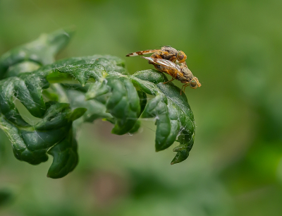 <i class='fa fa-user'></i>&nbsp;Tim Oord&nbsp;|  Bijvoetboorvlieg&nbsp; <i class='fa fa-eye'>&nbsp;67</i> &nbsp;<i class='fa fa-thumbs-up'>&nbsp;2</i> &nbsp; <i class='fa fa-comment-o'>&nbsp;2</i>