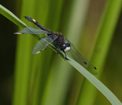 <i class='fa fa-user'></i>&nbsp;janvangastel&nbsp;|  Gevlekte Witsnuitlibel&nbsp; <i class='fa fa-eye'>&nbsp;60</i> &nbsp; <i class='fa fa-comment-o'>&nbsp;3</i>