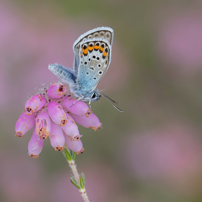 <i class='fa fa-user'></i>&nbsp;Tom&nbsp;|  Heideblauwtje&nbsp; <i class='fa fa-eye'>&nbsp;74</i> &nbsp;<i class='fa fa-thumbs-up'>&nbsp;8</i> &nbsp; <i class='fa fa-comment-o'>&nbsp;4</i>