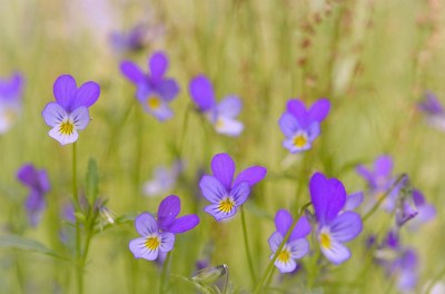 <i class='fa fa-user'></i>&nbsp;Nel R&nbsp;|  Driekleurig Viooltje&nbsp; <i class='fa fa-eye'>&nbsp;72</i> &nbsp;<i class='fa fa-thumbs-up'>&nbsp;7</i> &nbsp; <i class='fa fa-comment-o'>&nbsp;6</i>