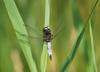 <i class='fa fa-user'></i>&nbsp;Ben Aalders&nbsp;|  Bruine Korenbout&nbsp; <i class='fa fa-eye'>&nbsp;70</i> &nbsp;<i class='fa fa-thumbs-up'>&nbsp;1</i> &nbsp; <i class='fa fa-comment-o'>&nbsp;9</i>