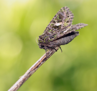 <i class='fa fa-user'></i>&nbsp;rixte&nbsp;|  Meldevlinder&nbsp; <i class='fa fa-eye'>&nbsp;72</i> &nbsp;<i class='fa fa-thumbs-up'>&nbsp;1</i> &nbsp; <i class='fa fa-comment-o'>&nbsp;2</i>