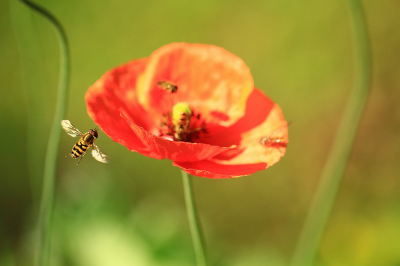 <i class='fa fa-user'></i>&nbsp;frbeuming&nbsp;|  Zweefvlieg sp.&nbsp; <i class='fa fa-eye'>&nbsp;43</i> &nbsp; <i class='fa fa-comment-o'>&nbsp;1</i>