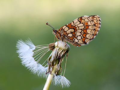 <i class='fa fa-user'></i>&nbsp;Mignon-Creative&nbsp;|  Bosparelmoervlinder&nbsp; <i class='fa fa-eye'>&nbsp;71</i> &nbsp;<i class='fa fa-thumbs-up'>&nbsp;9</i> &nbsp; <i class='fa fa-comment-o'>&nbsp;4</i>