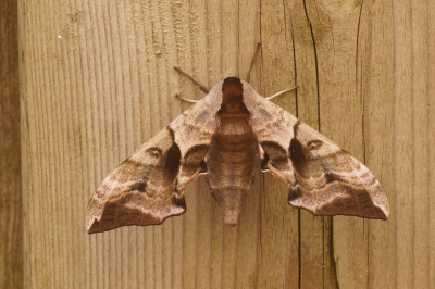 <i class='fa fa-user'></i>&nbsp;Jelle Bakker&nbsp;|  Pauwoogpijlstaart&nbsp; <i class='fa fa-eye'>&nbsp;61</i> &nbsp;<i class='fa fa-thumbs-up'>&nbsp;2</i> &nbsp; <i class='fa fa-comment-o'>&nbsp;6</i>