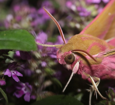 <i class='fa fa-user'></i>&nbsp;Meindert&nbsp;|  Groot avondrood&nbsp; <i class='fa fa-eye'>&nbsp;65</i> &nbsp; <i class='fa fa-comment-o'>&nbsp;4</i>