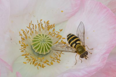 <i class='fa fa-user'></i>&nbsp;Johan van Gurp&nbsp;|  Bessenbandzweefvlieg&nbsp; <i class='fa fa-eye'>&nbsp;52</i> &nbsp;<i class='fa fa-thumbs-up'>&nbsp;2</i> &nbsp; <i class='fa fa-comment-o'>&nbsp;6</i>