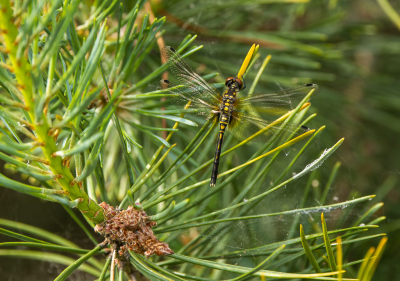 <i class='fa fa-user'></i>&nbsp;Arjen Drost&nbsp;|  Oostelijke Witsnuitlibel&nbsp; <i class='fa fa-eye'>&nbsp;80</i> &nbsp; <i class='fa fa-comment-o'>&nbsp;2</i>