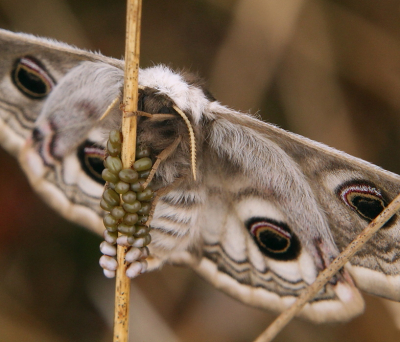 <i class='fa fa-user'></i>&nbsp;Thyrza&nbsp;|  Nachtpauwoog&nbsp; <i class='fa fa-eye'>&nbsp;100</i> &nbsp;<i class='fa fa-thumbs-up'>&nbsp;6</i> &nbsp; <i class='fa fa-comment-o'>&nbsp;5</i>