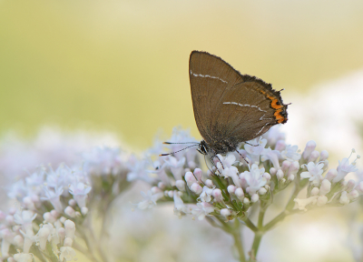 <i class='fa fa-user'></i>&nbsp;koekieman&nbsp;|  Iepenpage&nbsp; <i class='fa fa-eye'>&nbsp;81</i> &nbsp;<i class='fa fa-thumbs-up'>&nbsp;3</i> &nbsp; <i class='fa fa-comment-o'>&nbsp;7</i>