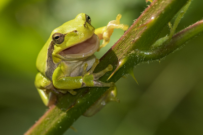 <i class='fa fa-user'></i>&nbsp;Bertus&nbsp;|  Europese Boomkikker&nbsp; <i class='fa fa-eye'>&nbsp;68</i> &nbsp;<i class='fa fa-thumbs-up'>&nbsp;6</i> &nbsp; <i class='fa fa-comment-o'>&nbsp;3</i>