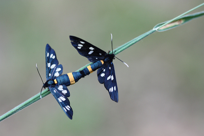 <i class='fa fa-user'></i>&nbsp;Paul Vandebroek&nbsp;|  Phegeavlinder&nbsp; <i class='fa fa-eye'>&nbsp;81</i> &nbsp;<i class='fa fa-thumbs-up'>&nbsp;9</i> &nbsp; <i class='fa fa-comment-o'>&nbsp;10</i>