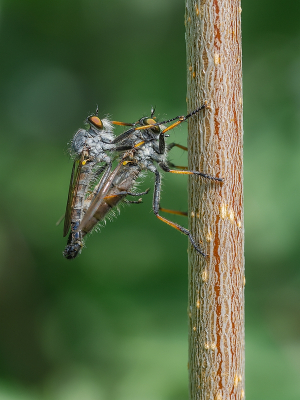 <i class='fa fa-user'></i>&nbsp;Tim Oord&nbsp;|  Bosrandroofvlieg&nbsp; <i class='fa fa-eye'>&nbsp;57</i> &nbsp;<i class='fa fa-thumbs-up'>&nbsp;5</i> &nbsp; <i class='fa fa-comment-o'>&nbsp;4</i>