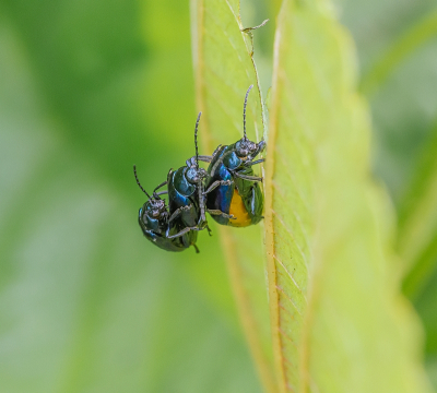 <i class='fa fa-user'></i>&nbsp;Tim Oord&nbsp;|  Elzenhaantje&nbsp; <i class='fa fa-eye'>&nbsp;63</i> &nbsp; <i class='fa fa-comment-o'>&nbsp;2</i>