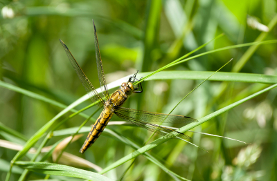 <i class='fa fa-user'></i>&nbsp;Ties Niehof&nbsp;|  Gewone Oeverlibel&nbsp; <i class='fa fa-eye'>&nbsp;47</i> &nbsp; <i class='fa fa-comment-o'>&nbsp;1</i>