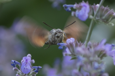 <i class='fa fa-user'></i>&nbsp;henksteen&nbsp;|  Kolibrievlinder&nbsp; <i class='fa fa-eye'>&nbsp;68</i> &nbsp; <i class='fa fa-comment-o'>&nbsp;3</i>