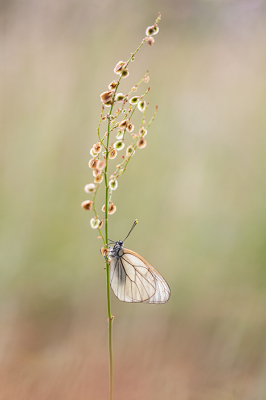 <i class='fa fa-user'></i>&nbsp;EllenStegeman&nbsp;|  Groot Geaderd Witje&nbsp; <i class='fa fa-eye'>&nbsp;80</i> &nbsp;<i class='fa fa-thumbs-up'>&nbsp;8</i> &nbsp; <i class='fa fa-comment-o'>&nbsp;6</i>