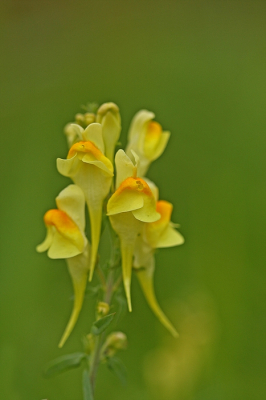 <i class='fa fa-user'></i>&nbsp;Cor&nbsp;|  Vlasbekje&nbsp; <i class='fa fa-eye'>&nbsp;67</i> &nbsp;<i class='fa fa-thumbs-up'>&nbsp;3</i> &nbsp; <i class='fa fa-comment-o'>&nbsp;4</i>