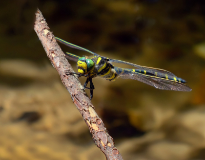 <i class='fa fa-user'></i>&nbsp;janvangastel&nbsp;|  Gewone Bronlibel&nbsp; <i class='fa fa-eye'>&nbsp;70</i> &nbsp;<i class='fa fa-thumbs-up'>&nbsp;3</i> &nbsp; <i class='fa fa-comment-o'>&nbsp;3</i>