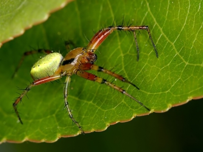 <i class='fa fa-user'></i>&nbsp;jens&nbsp;| Spinnetje&nbsp; <i class='fa fa-eye'>&nbsp;117</i> &nbsp; <i class='fa fa-comment-o'>&nbsp;0</i>