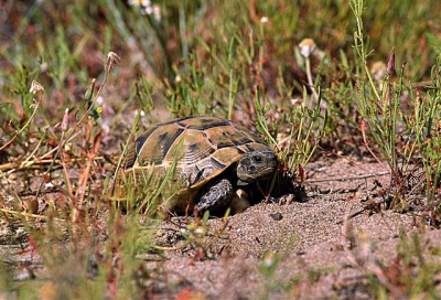 <i class='fa fa-user'></i> iguanaben | Moorse Landschildpad  <i class='fa fa-eye'> 307</i>   <i class='fa fa-comment-o'> 0</i>