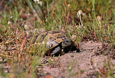 <i class='fa fa-user'></i> iguanaben | Moorse Landschildpad  <i class='fa fa-eye'> 306</i>   <i class='fa fa-comment-o'> 0</i>