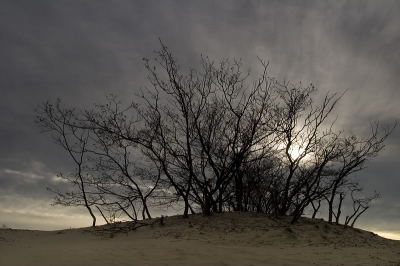 <i class='fa fa-user'></i> Martin van der Giesen | Loonse en Drunense duinen  <i class='fa fa-eye'> 140</i>   <i class='fa fa-comment-o'> 4</i>