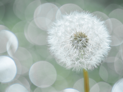 <i class='fa fa-user'></i>&nbsp;Truus Aletta Maan&nbsp;|  Paardenbloem&nbsp; <i class='fa fa-eye'>&nbsp;137</i> &nbsp;<i class='fa fa-thumbs-up'>&nbsp;7</i> &nbsp; <i class='fa fa-comment-o'>&nbsp;8</i>