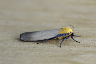 <i class='fa fa-user'></i>&nbsp;Martin Verbeeten&nbsp;|  Viervlakvlinder&nbsp; <i class='fa fa-eye'>&nbsp;61</i> &nbsp;<i class='fa fa-thumbs-up'>&nbsp;1</i> &nbsp; <i class='fa fa-comment-o'>&nbsp;1</i>