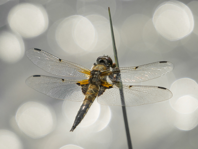 <i class='fa fa-user'></i>&nbsp;Truus Aletta Maan&nbsp;|  Viervlek&nbsp; <i class='fa fa-eye'>&nbsp;100</i> &nbsp;<i class='fa fa-thumbs-up'>&nbsp;5</i> &nbsp; <i class='fa fa-comment-o'>&nbsp;9</i>