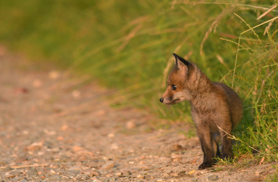 <i class='fa fa-user'></i>&nbsp;Eric Gibcus&nbsp;|  Vos&nbsp; <i class='fa fa-eye'>&nbsp;112</i> &nbsp;<i class='fa fa-thumbs-up'>&nbsp;3</i> &nbsp; <i class='fa fa-comment-o'>&nbsp;4</i>